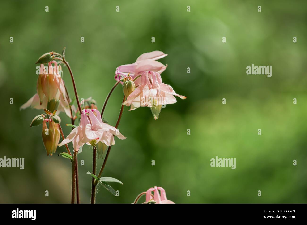 Catchment, or Eagles, or Aquilegia, a genus of herbaceous perennial plants of the Ranunculaceae family. Members of the genus are native to the Norther Stock Photo