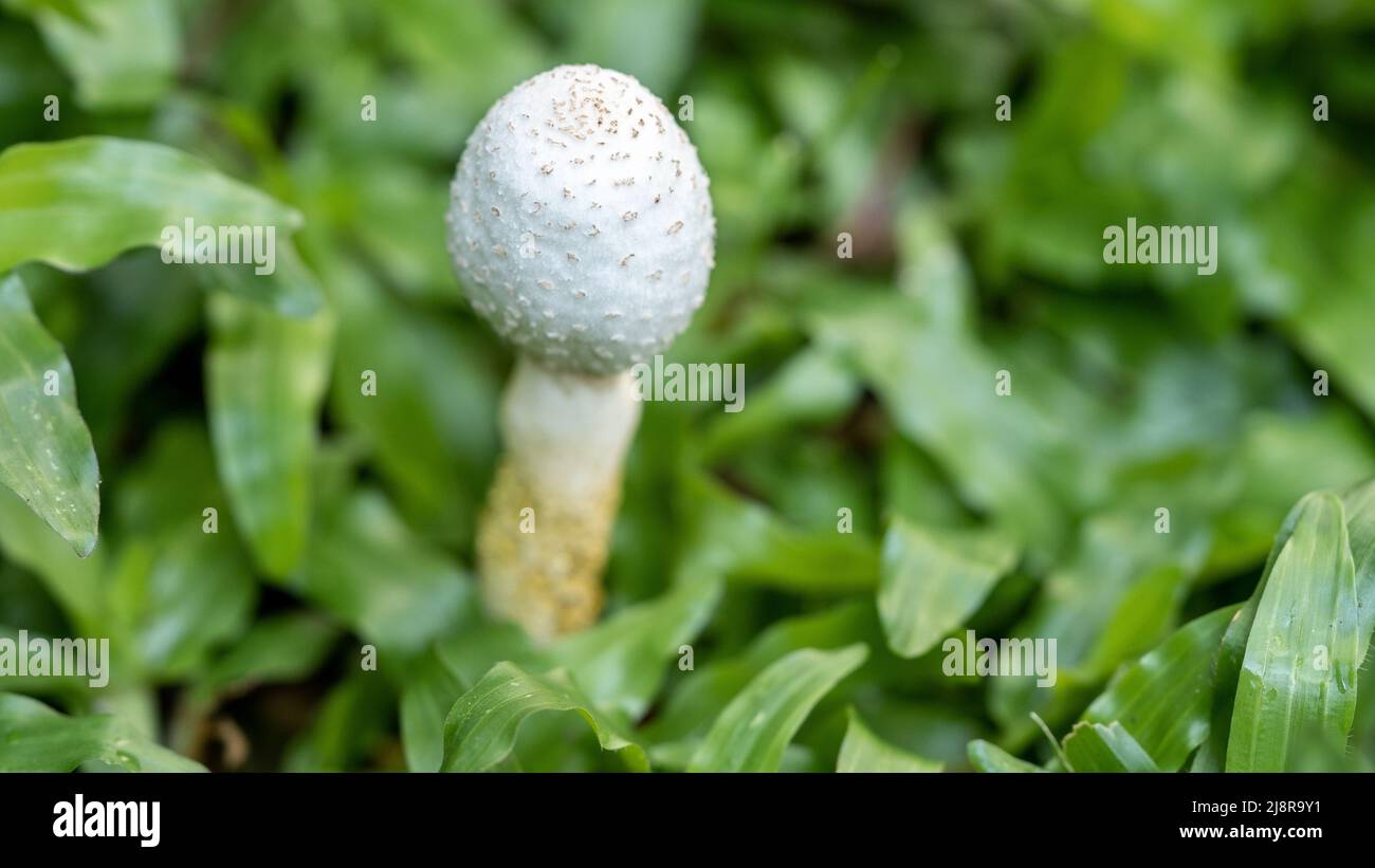 Mushroom in the green grass. Photo of a mushroom growing in lawn grass. Background for a banner with a mushroom and space for copywriting. Stock Photo