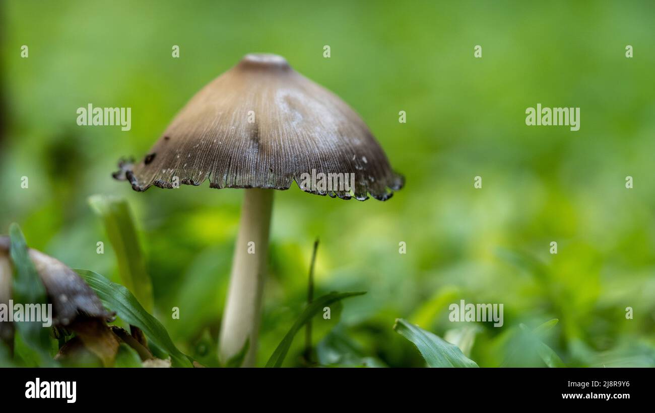 Grey Forest mushrooms Lycoperdon perlatum in the grass close up. Gathering mushrooms. edible fungus puffball Stock Photo