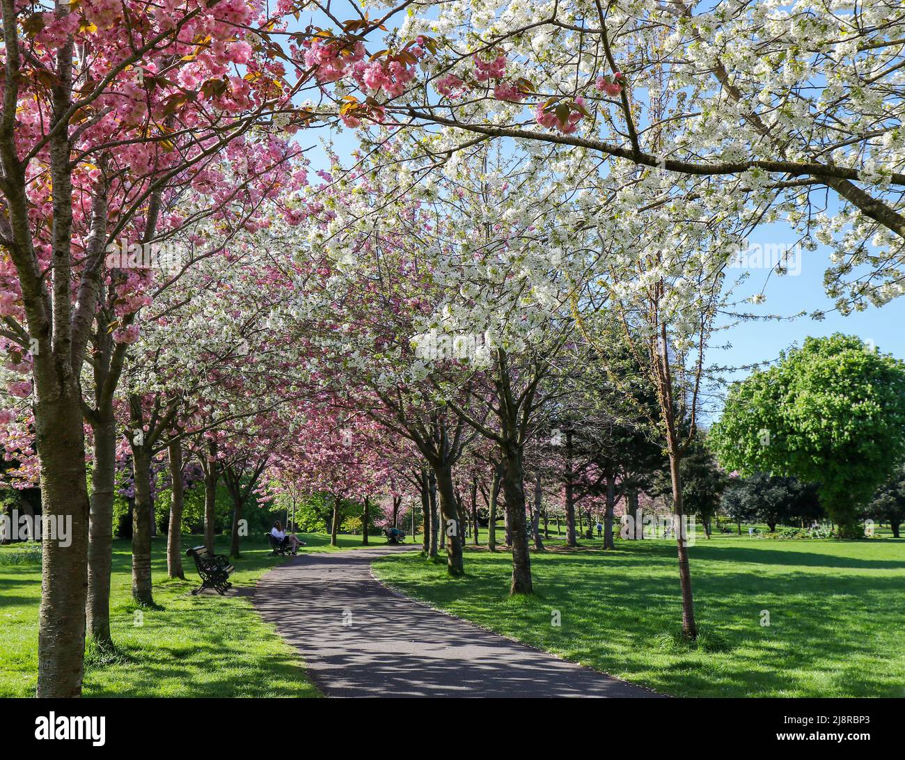 Cherry blossom trees in Herbert Park, Dublin, Ireland. Pretty pink and