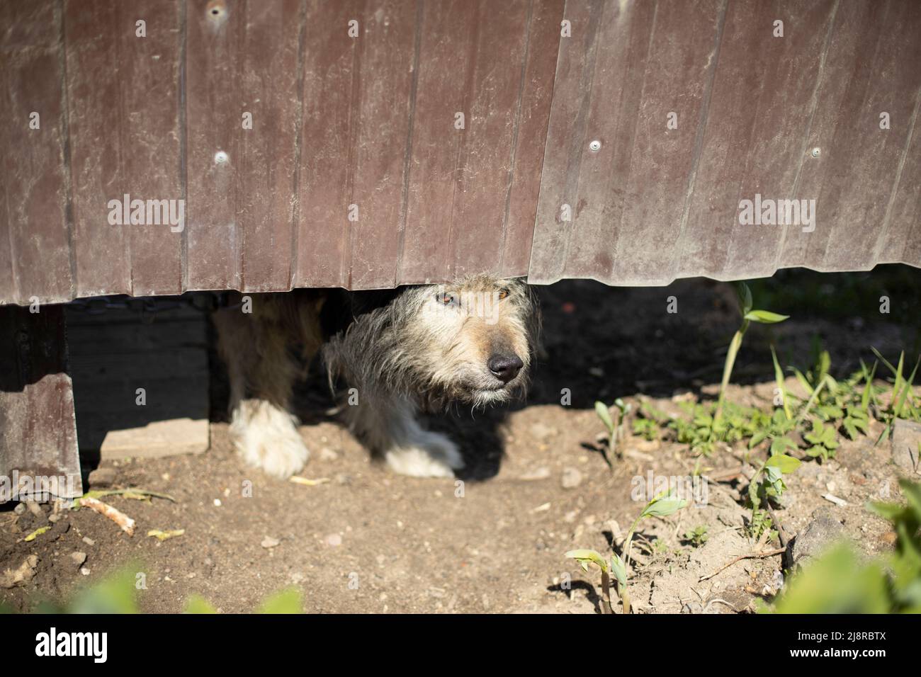 Angry dog under fence. Pet guards territory of house. Old dog Stock