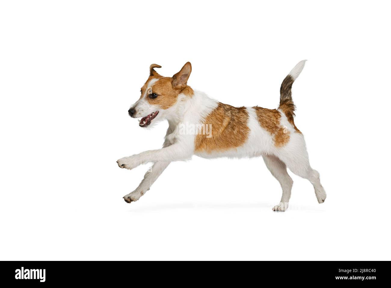 Short-haired Jack russell terrier dog posing isolated on white background. Concept of animal, breed, vet, health and care Stock Photo
