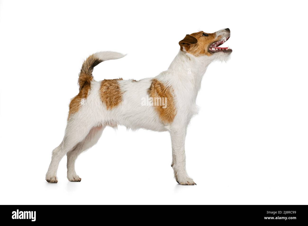 Short-haired Jack russell terrier dog posing isolated on white background. Concept of animal, breed, vet, health and care Stock Photo