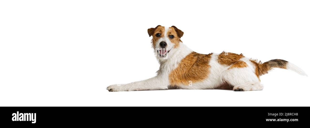 Short-haired Jack russell terrier dog, posing isolated on white background. Concept of animal, breed, vet, health and care Stock Photo