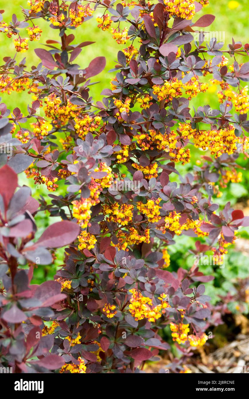 Berberis x ottawensis 'Superba' flowering shrub blooming Stock Photo