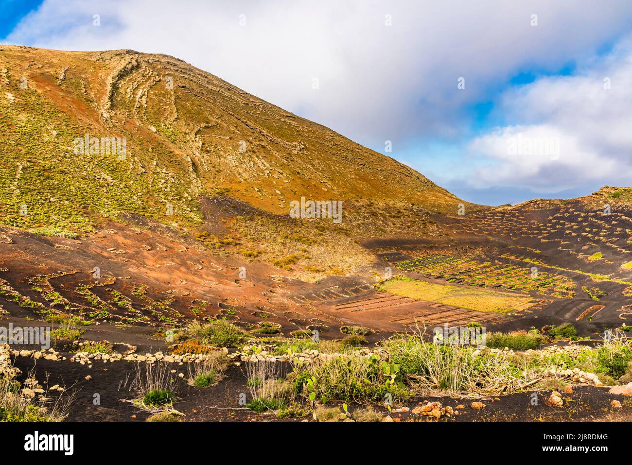 Panorama of vines in La Geria Caldereta, Los Volcanes Natural Park, Lanzarote, Spain Stock Photo