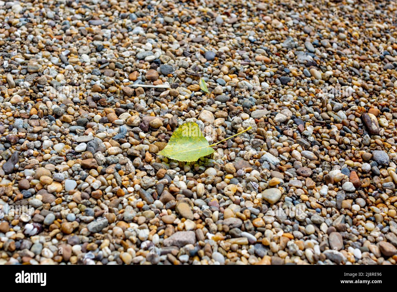A lone fallen yellowed poplar leaf on multicolored pebbles of beach. Selective focus Stock Photo