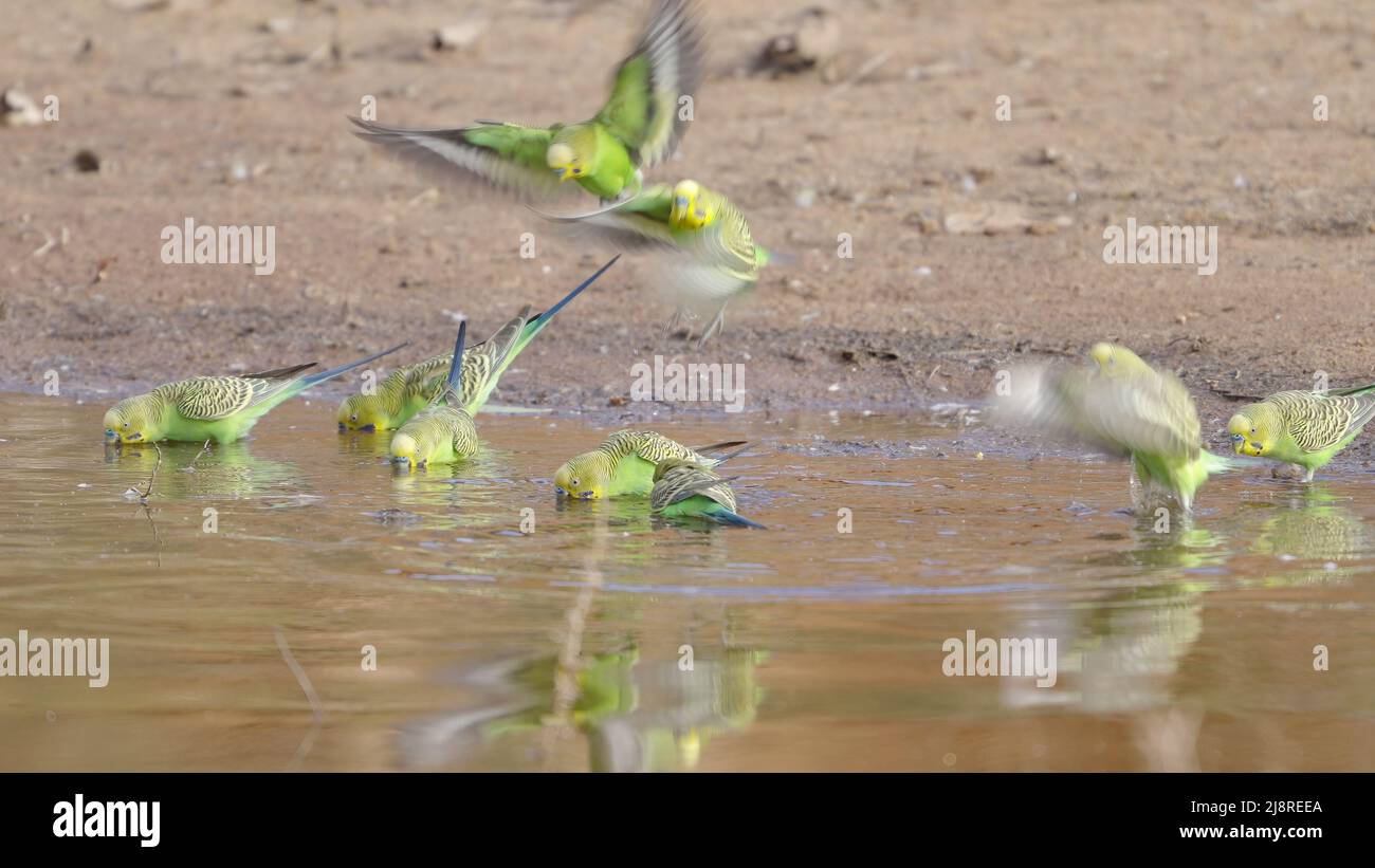 budgie flock drinking from a the hugh river at redbank waterhole Stock Photo