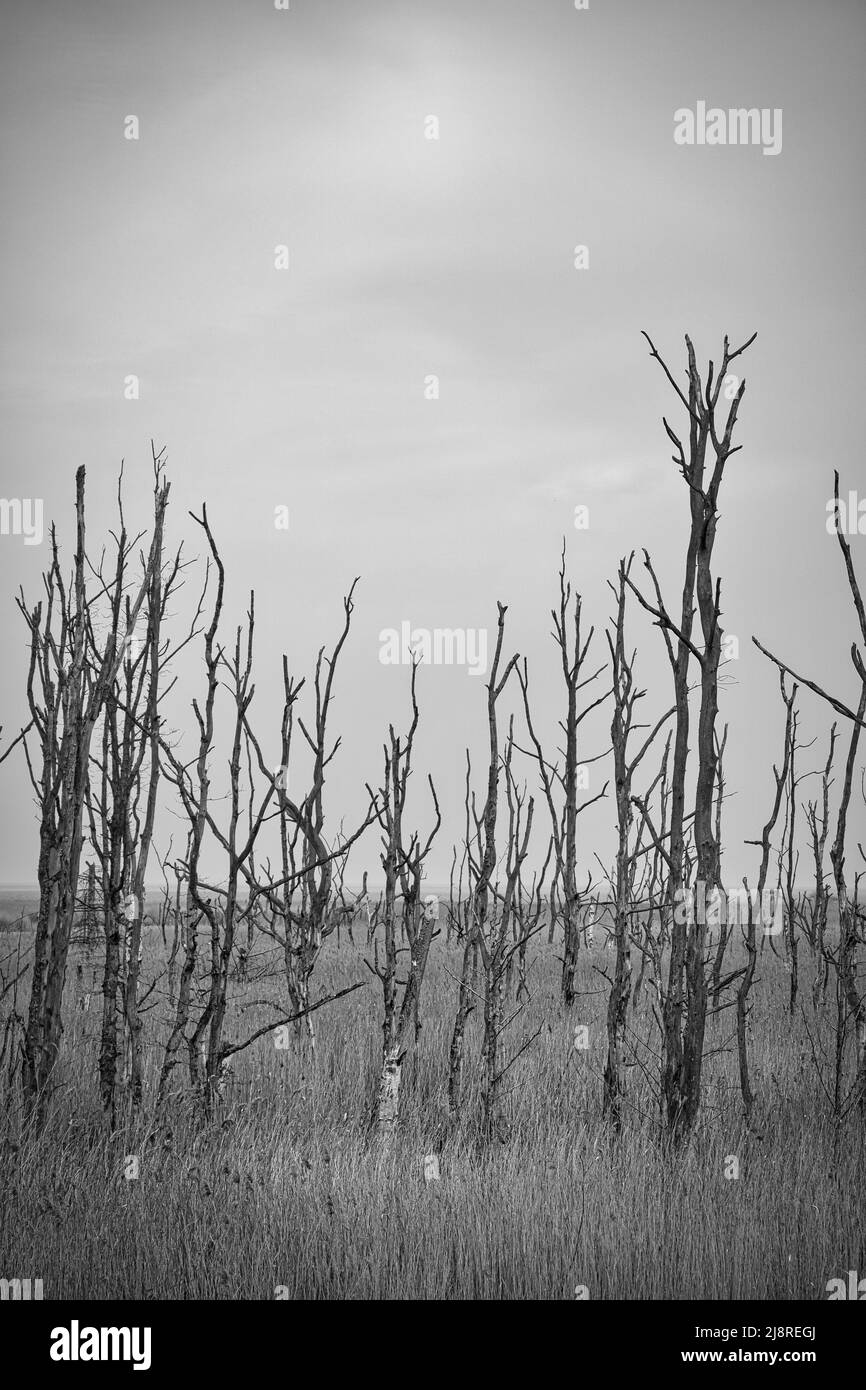 Dead trees in black and white on the Baltic Sea. Dead forest. Damaged vegetation. National park