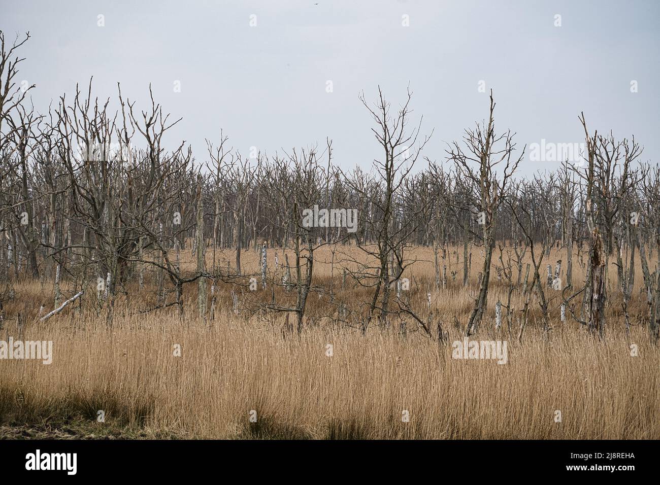 dead trees at the Baltic Sea. Dead forest. Damaged vegetation. National ...