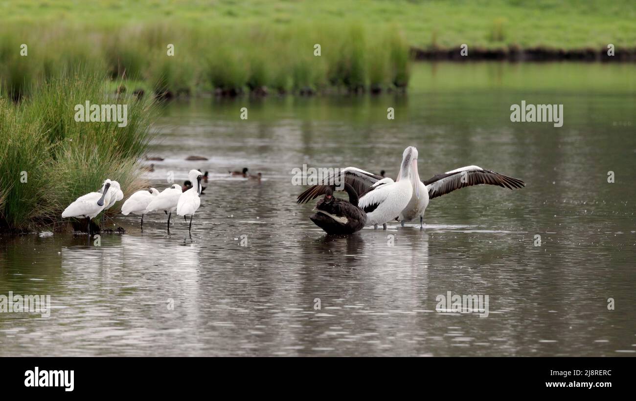 pelican flapping its wings at a wetland Stock Photo