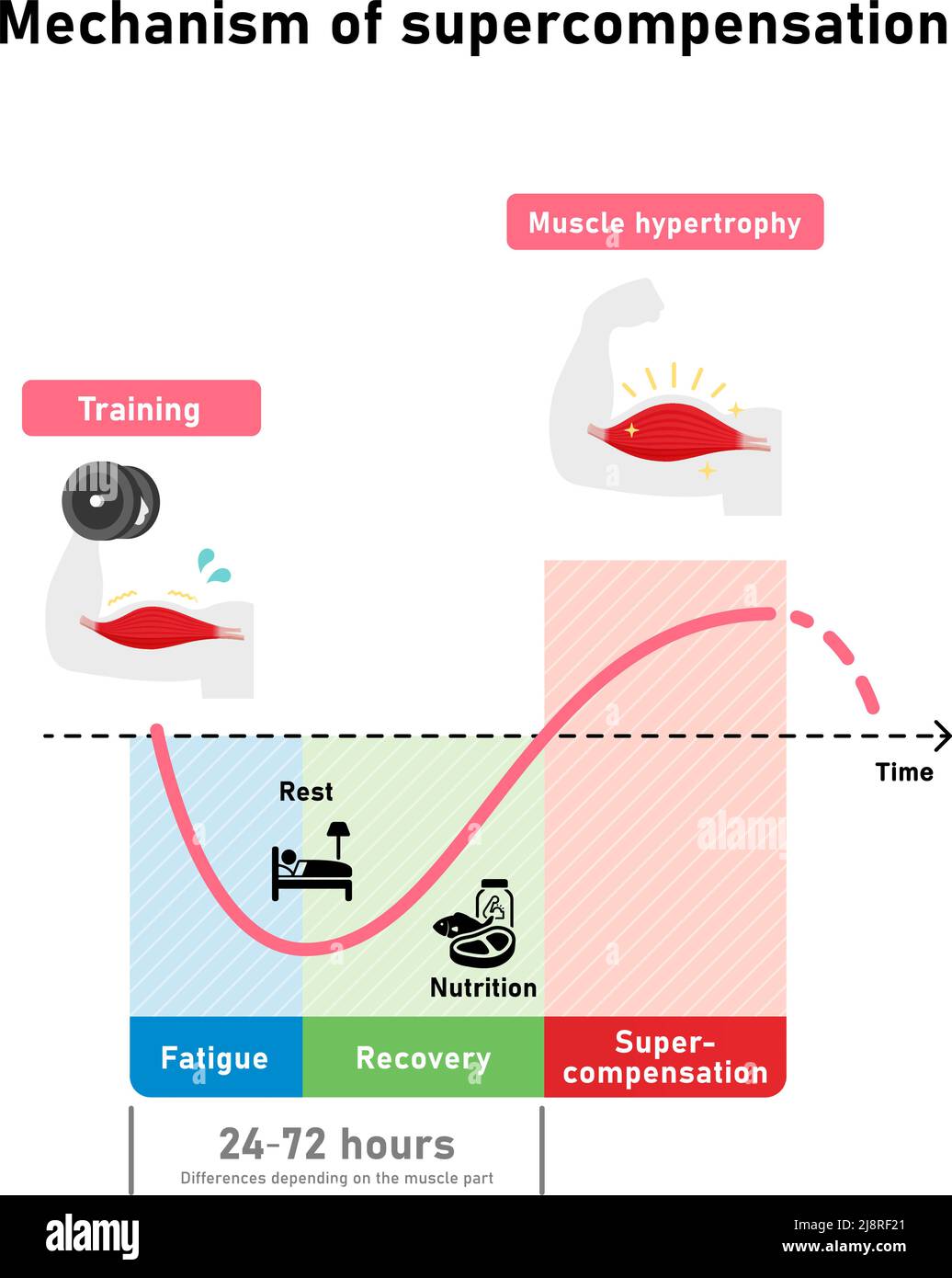 Graph illustration of efficient muscle growth