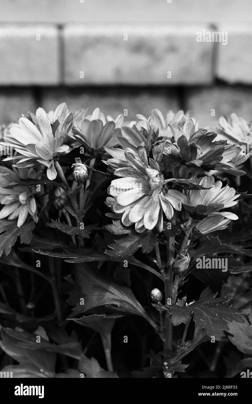 Stunning flower bouquet Black and White Stock Photos & Images - Alamy