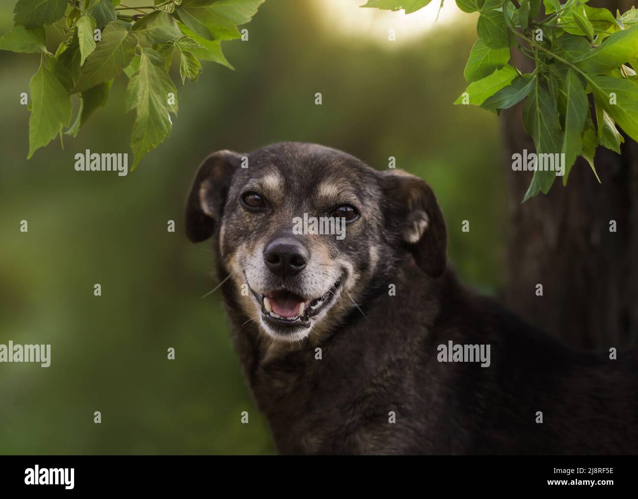 Closeup photo adorable mongrel dog. Art photo dog Stock Photo