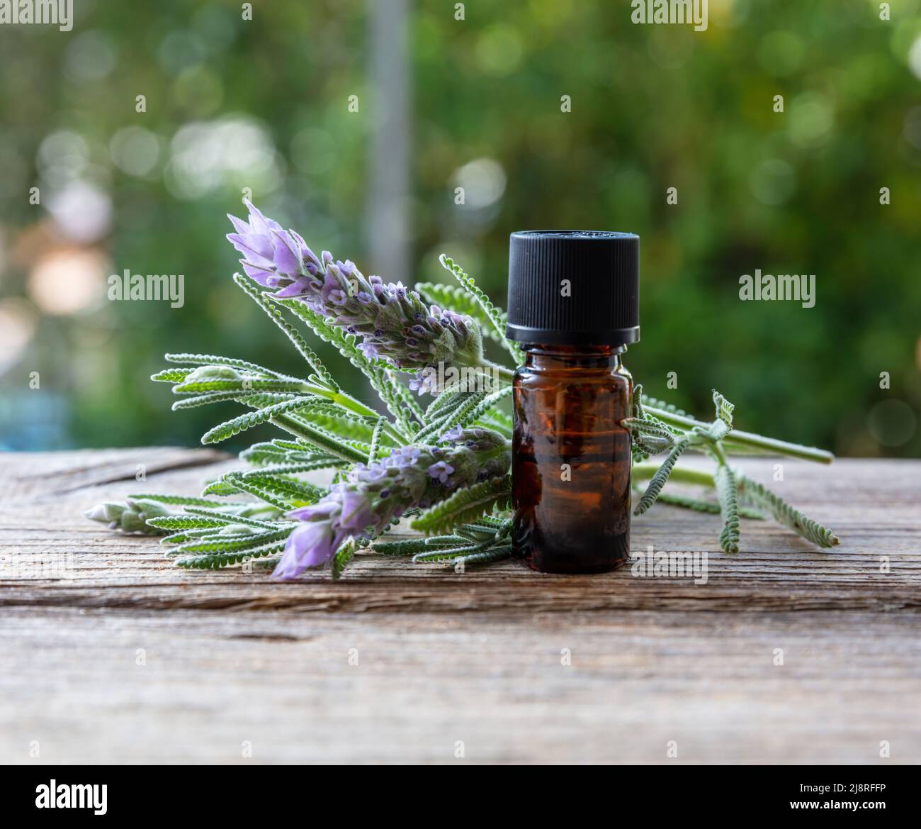 Lavender essential oil glass bottle on wooden table, close up view, copy space. Aromatherapy blooming herb, blur nature background Stock Photo