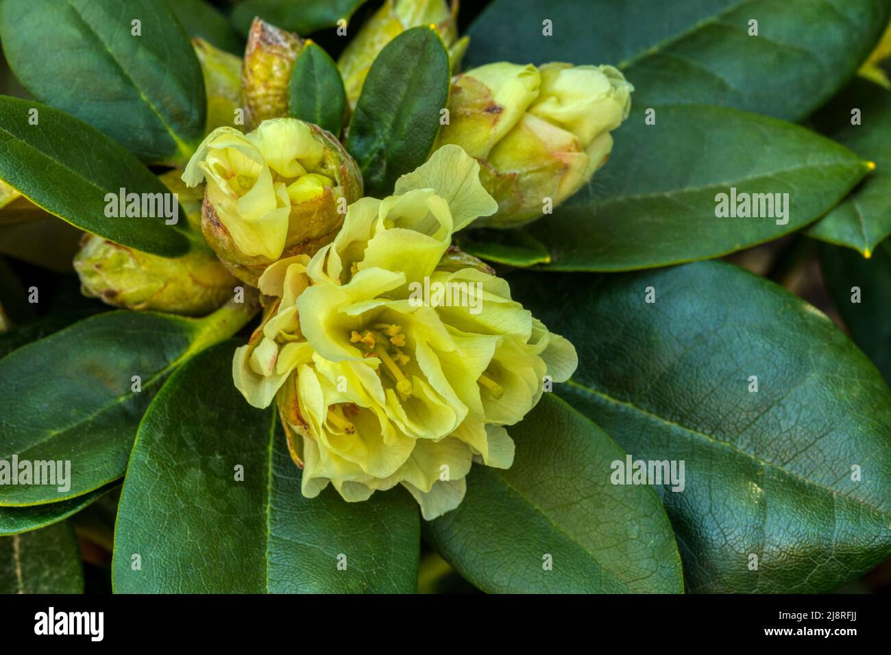 Rhododendron yakushimanum 'Lemon Dream'. Stock Photo