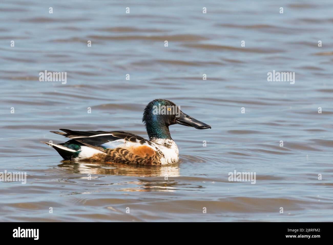 A male shoveler duck, Anas clypeata, swimming on the Freshwater Marsh at Titchwell RSPB reserve. Stock Photo