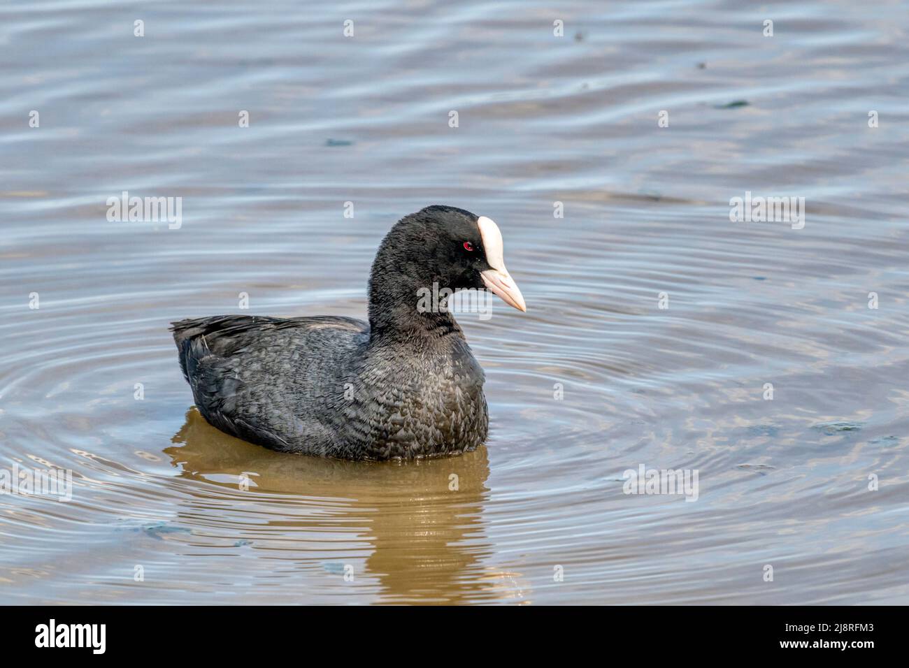 Coot, Fulica atra, swimming on the Freshwater Marsh at Titchwell RSPB reserve. Stock Photo