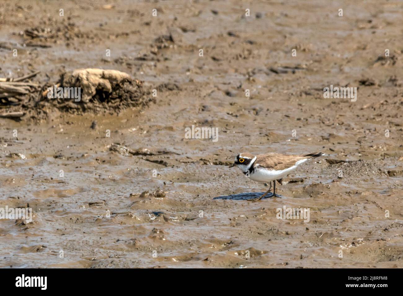 Adult little ringed plover, Charadrius dubius, showing clearly characteristic yellow ring around eye. On Freshwater Marsh at Titchwell RSPB reserve. Stock Photo