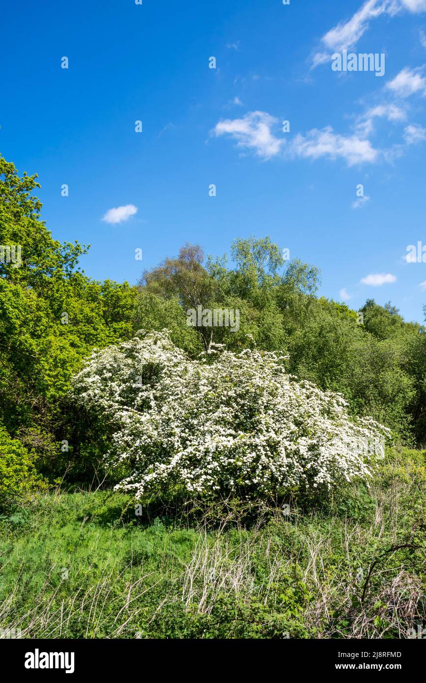 Hawthorn tree, Crataegus monogyna, covered in may blossom in Norfolk woodland. Stock Photo