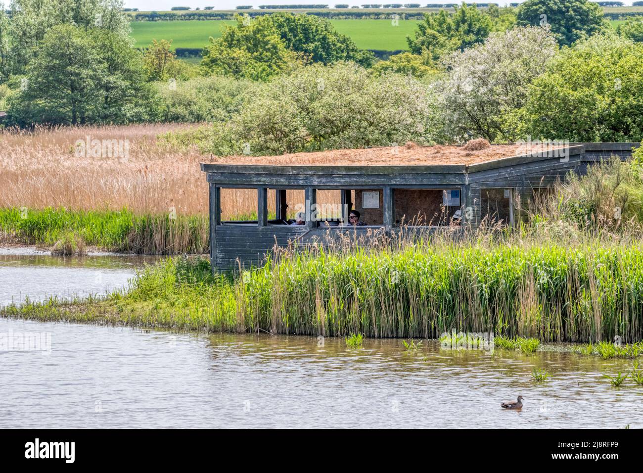 The Island Hide overlooking the Freshwater Marsh at RSPB Titchwell Marsh on the North Norfolk coast. Stock Photo