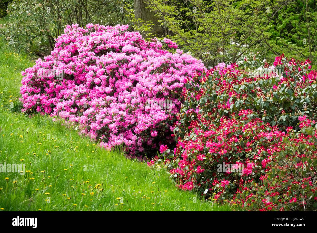 Rhododendron 'Vater Böhlje' flowering shrubs in spring garden Stock Photo