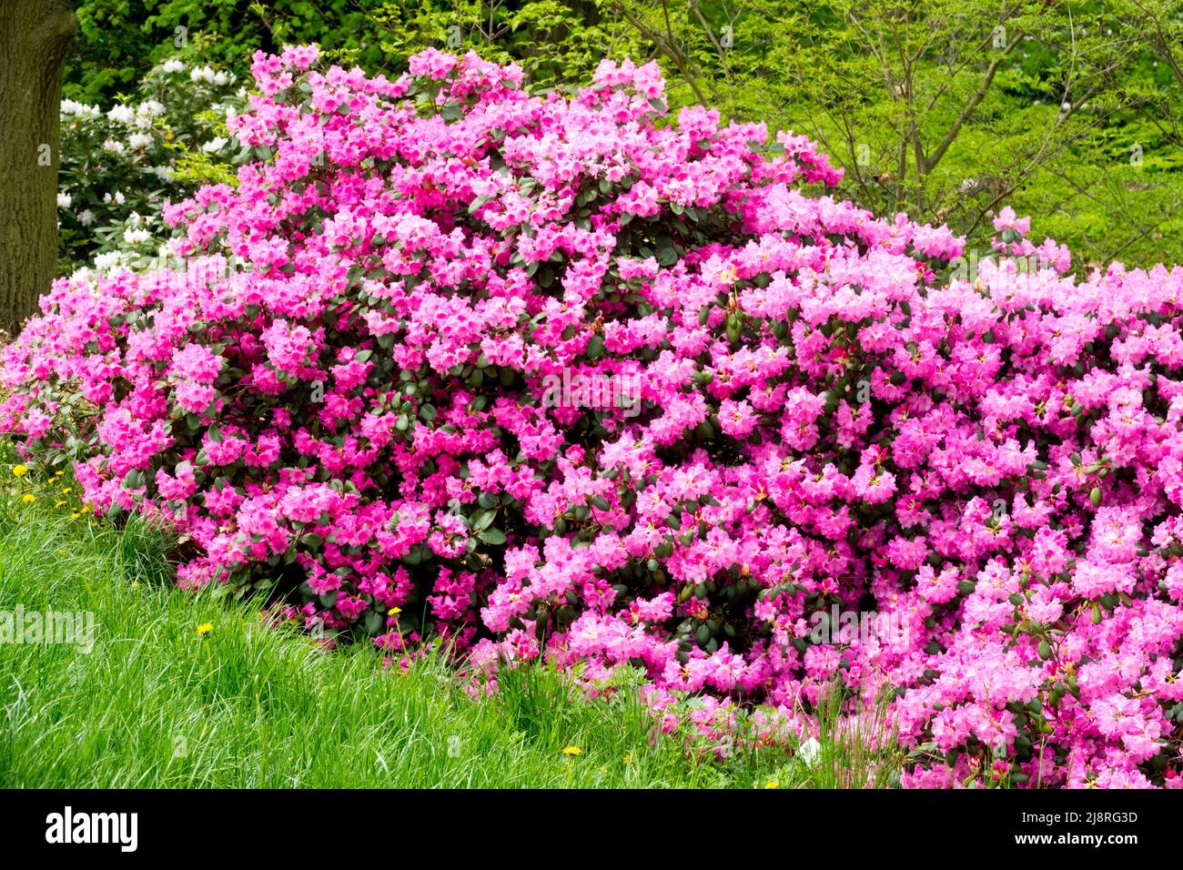 Rhododendron 'Vater Böhlje' pink flowering shrub, full blooms Stock Photo