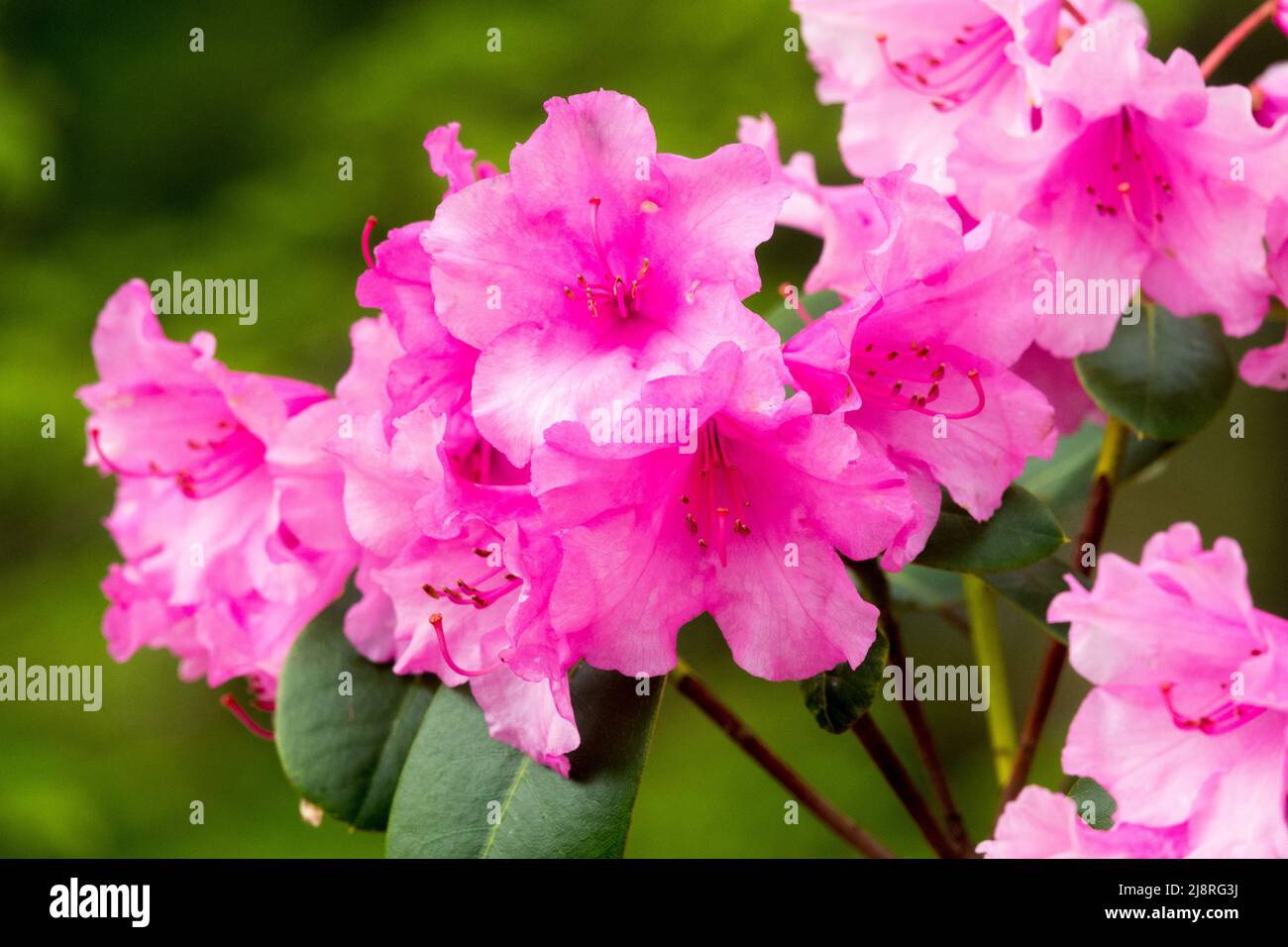 Rhododendron 'Vater Böhlje' close up pink flowers Stock Photo