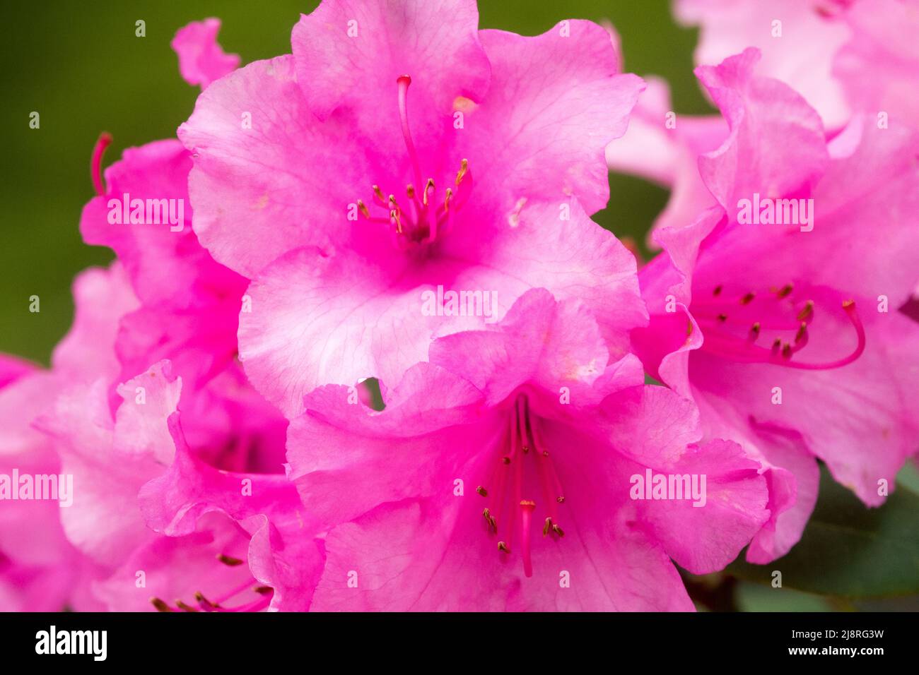 Rhododendron 'Vater Böhlje' close up pink blooms Stock Photo