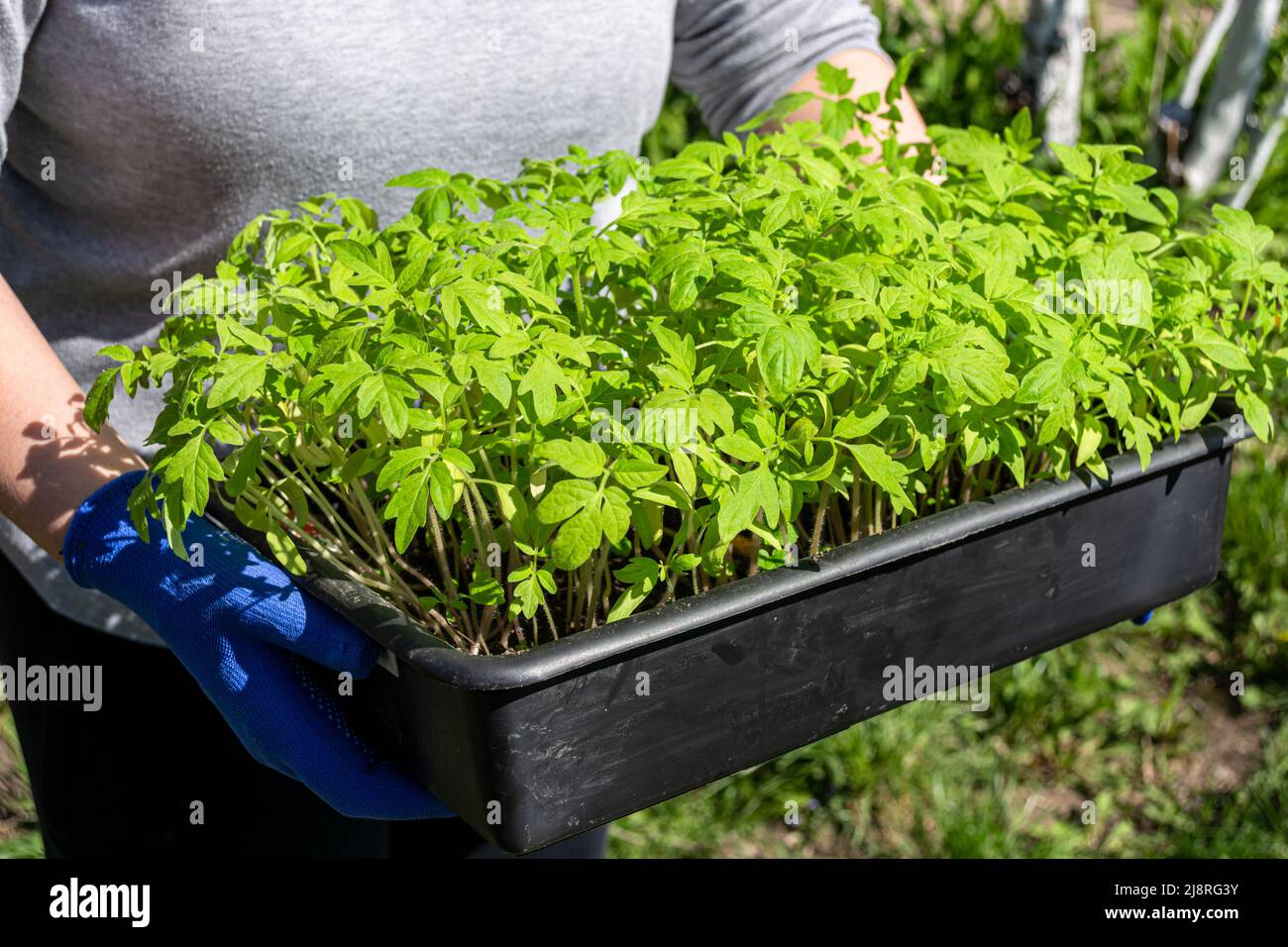 A woman holds a container with green tomato seedlings in her hands. Preparing for landing. Stock Photo