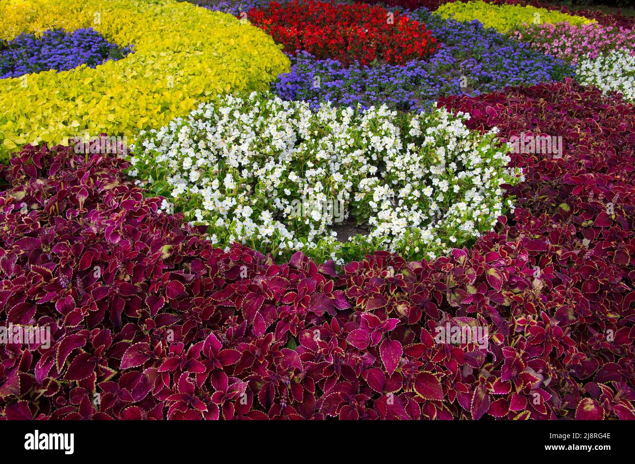 Garden of beautiful and colouful flowers. Stock Photo