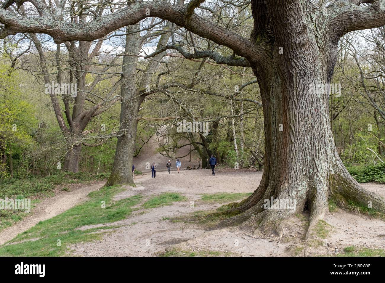 Hampstead Heath, London, UK Stock Photo