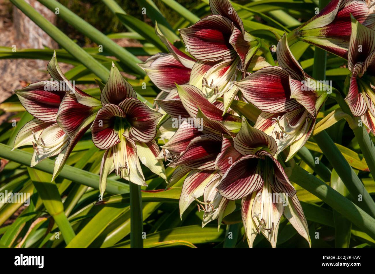 Sydney Australia, striking flowers of the hippeastrum papilio or butterfly amaryllis bulbs Stock Photo