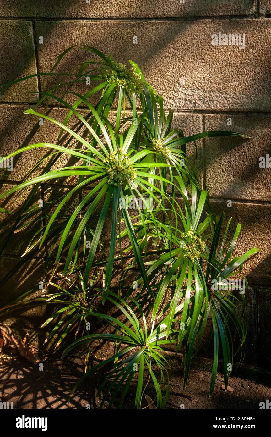 Sydney Australia, small cyperus alternifolius or umbrella palm, a grass-like plant in shadows Stock Photo