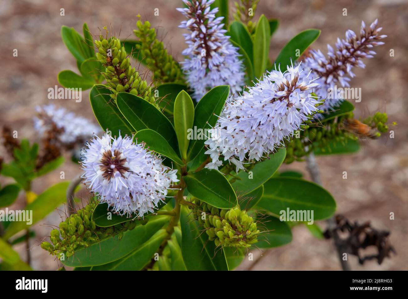 Sydney Australia, mauve hebe flowers a New Zealand native Stock Photo