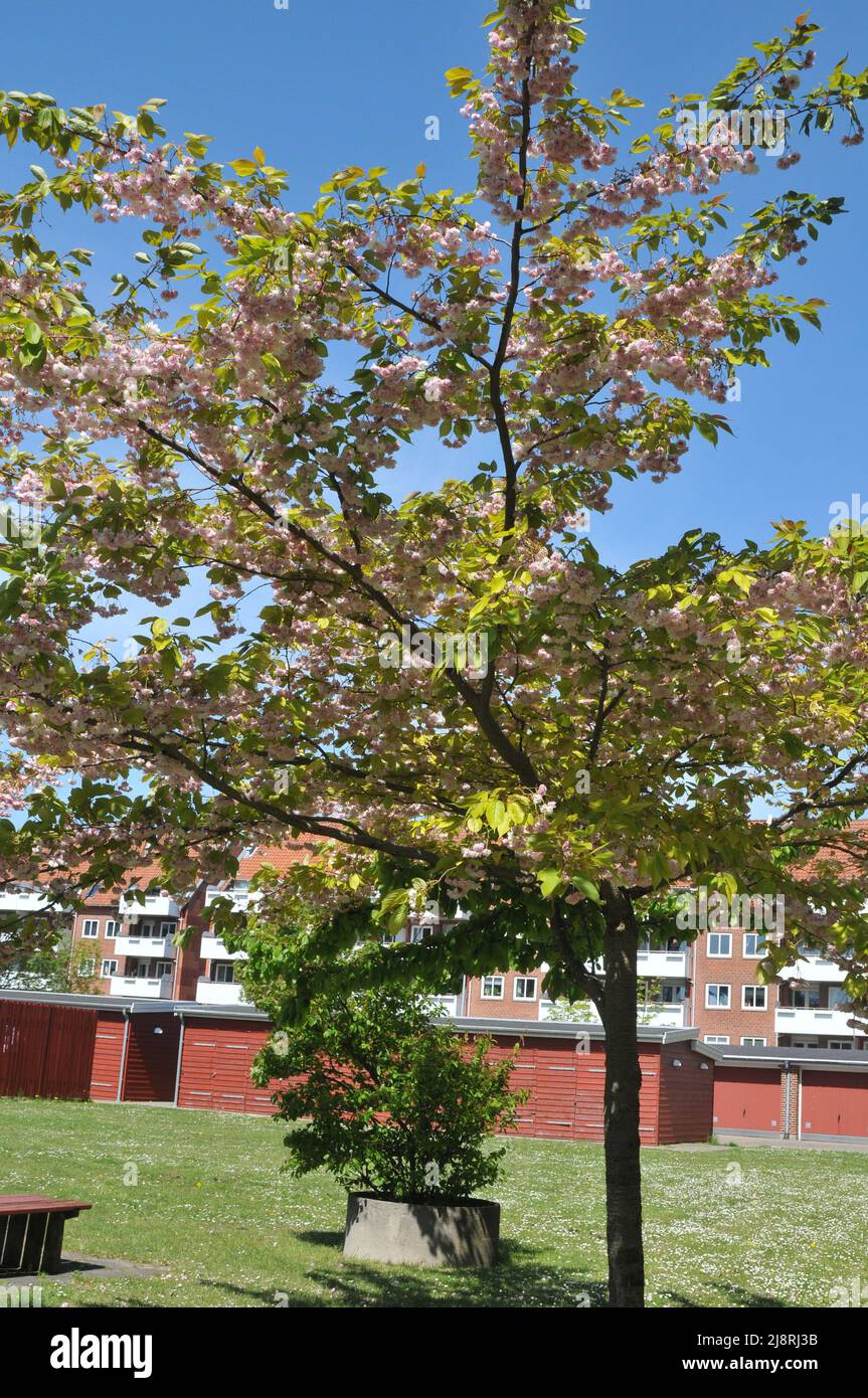Kastrup/Copenhagen/Denmark/18 May 2022/Cherry blossom tree in Kastrup