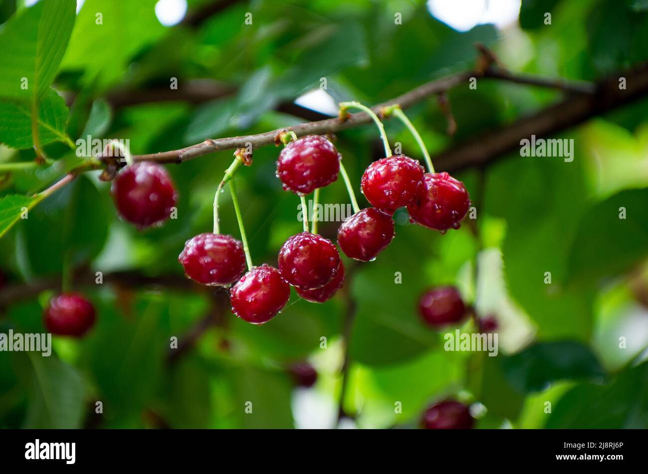 Fruits in orchard. Cherry after rain, drop of water Stock Photo
