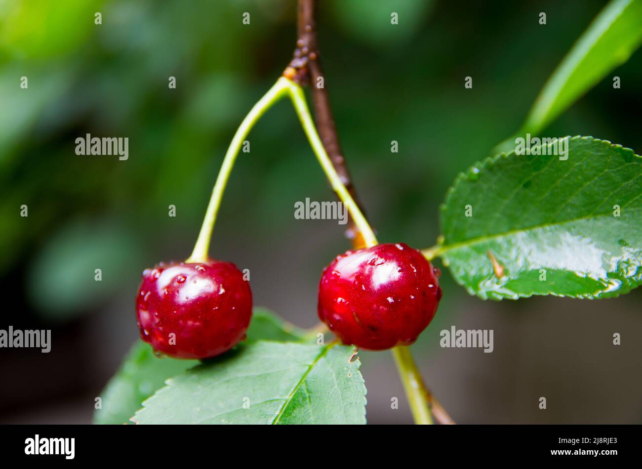 ripe cherries on cherry tree Stock Photo