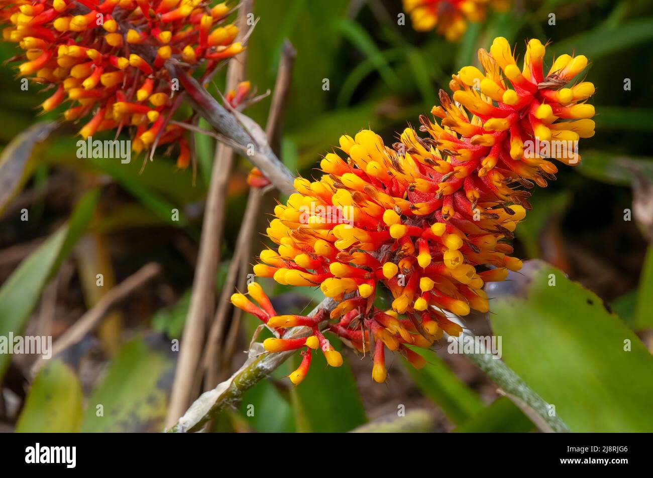 Sydney Australia, flower spike of a bromeliad in sunshine Stock Photo