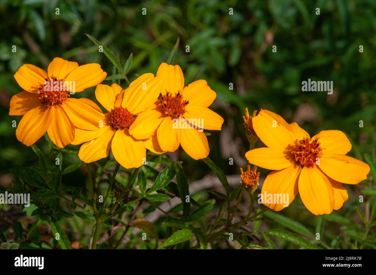 Sydney Australia, golden flowers of a tagetes lemmonii or mountain marigold Stock Photo