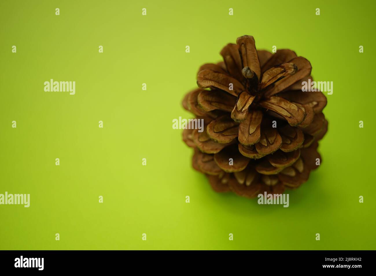 Pine cone flat hi-res stock photography and images - Alamy