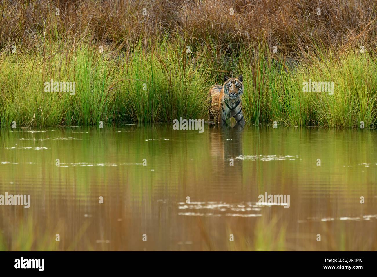 Portrait of sub-adult tiger by the edge of a grassland in a pond on a summer evening at Bandhavgarh National Park, Madhya Pradesh, India Stock Photo