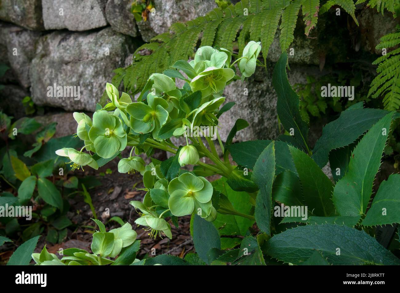 Sydney Australia, greenish flowering helleborus argutifolius or holly-leaved hellebore, a Ranunculi native to Corsica and Sardinia. Stock Photo