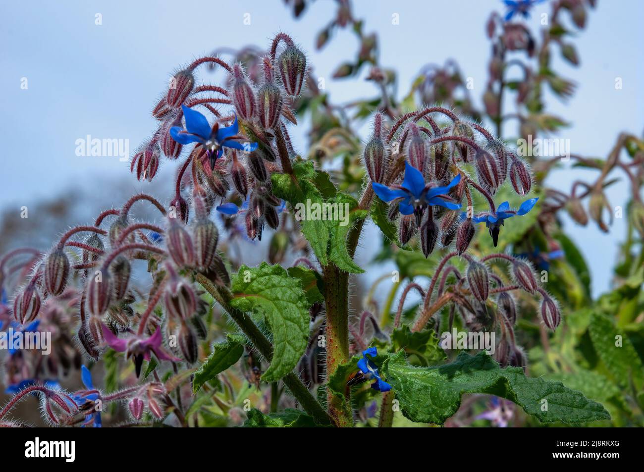 Sydney Australia, blue flowers of a borage or starflower plant Stock Photo