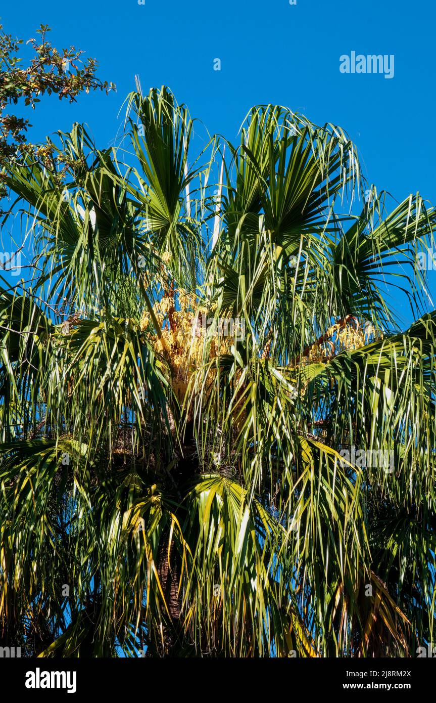 Sydney Australia, canopy of livistona nitida or carnarvon gorge cabbage palm native to Queensland Stock Photo