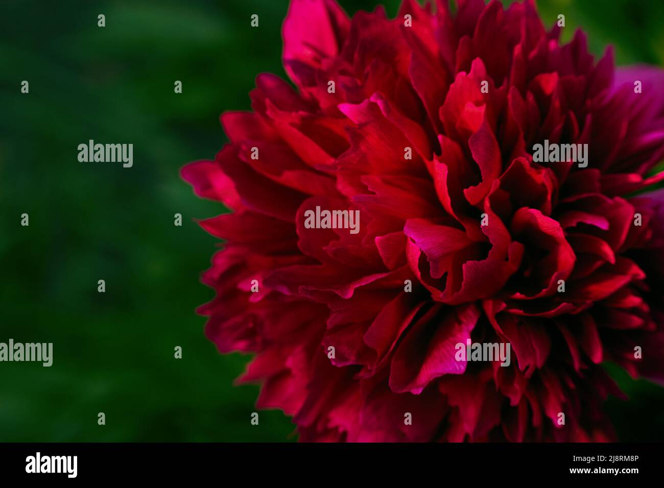 Closeup photo of red blooming peony flower  with blured background. Stock Photo