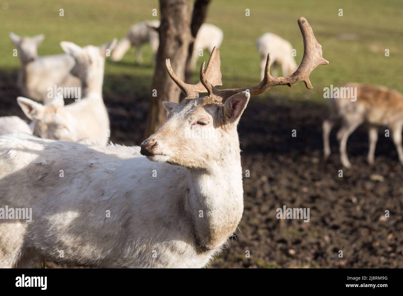 Portrait of a white deer buck. Stock Photo