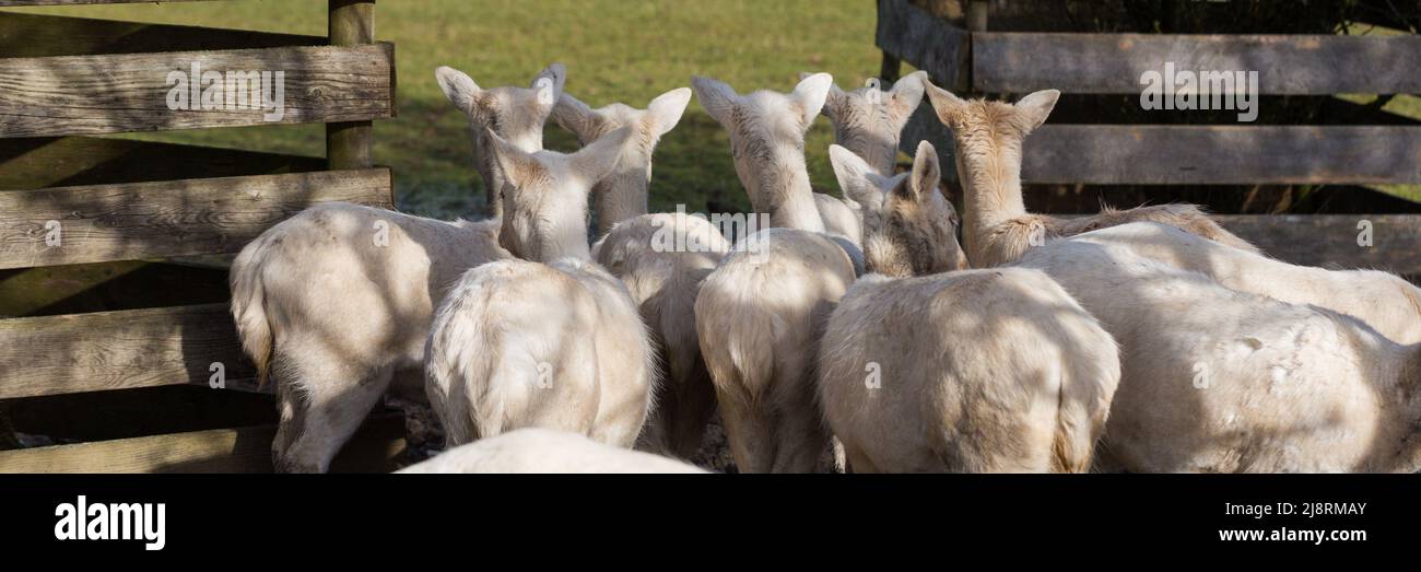 A group of white fawns looking at something interesting, turning their backs towards the camera. Symbol for curiousity and (not) paying attention. Stock Photo
