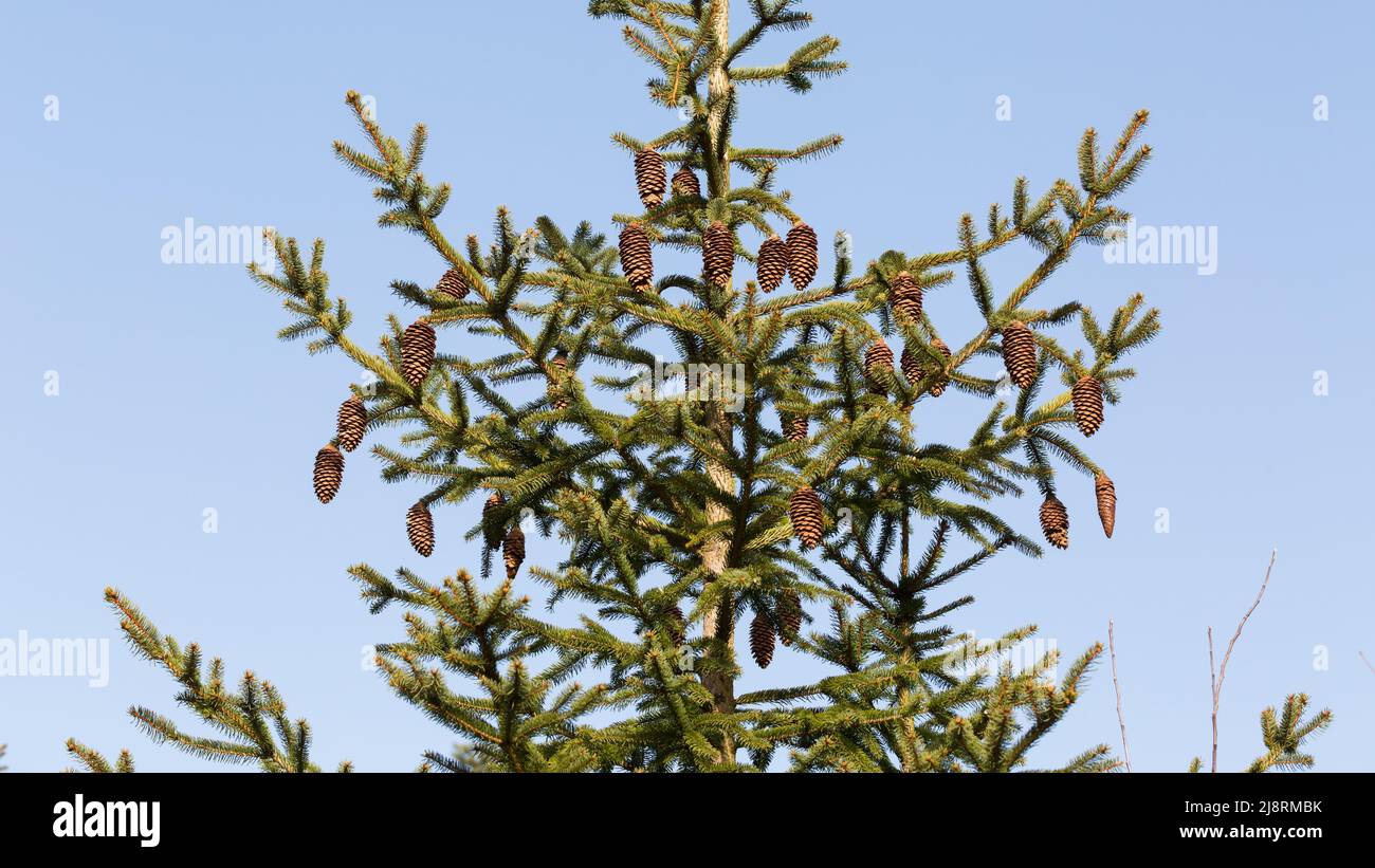 View on the top of a fir tree. Blue sky, with many fir cones. Stock Photo