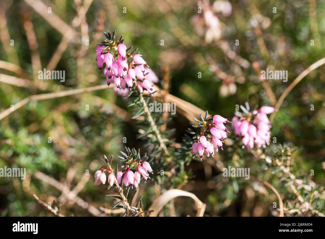 View on a pink Erica multiflora flower. Stock Photo